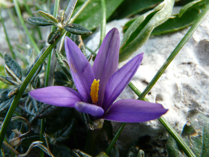 Romulea linaresii / Zafferanetto di Linares